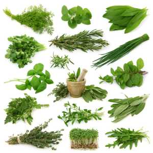 Supplier Of All Kind Of Medicinal and Ayurvedic herbs